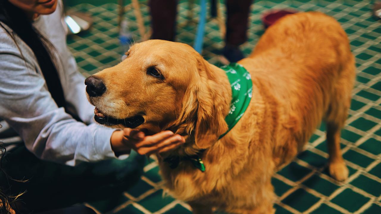 Pet Therapy